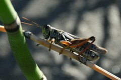 Melanoplus sanguinipes