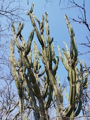 Cereus forbesii