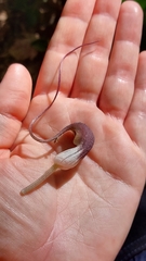Arisarum proboscideum