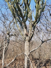 Cereus forbesii