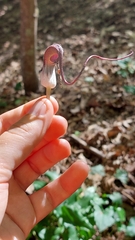 Arisarum proboscideum