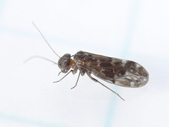Peripsocus madescens