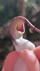 Arisarum proboscideum