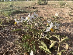 Solanum juvenale