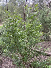 Prostanthera lasianthos