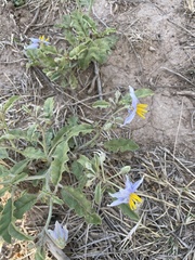 Solanum juvenale