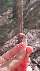 Arisarum proboscideum