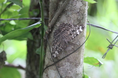 Hamadryas feronia
