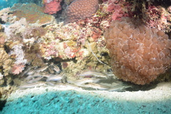 Siluriformes