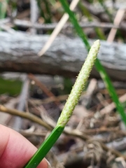 Eleocharis interstincta