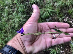 Penstemon neomexicanus