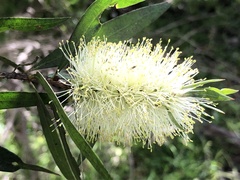 Melaleuca pallida