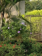 Brunfelsia pauciflora