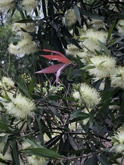 Melaleuca pallida