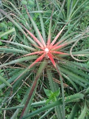 Bromelia balansae