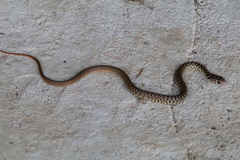 Coluber constrictor mormon