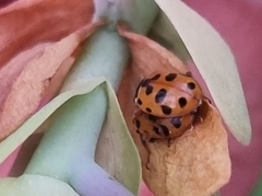 Hippodamia variegata
