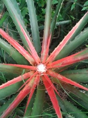 Bromelia balansae