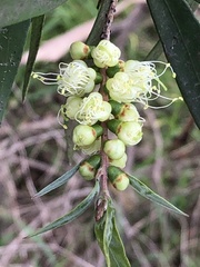 Melaleuca pallida