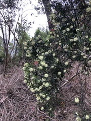 Melaleuca pallida