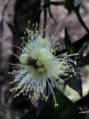 Melaleuca pallida