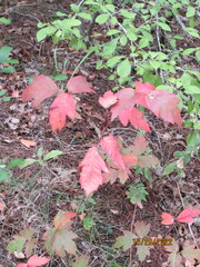 Toxicodendron pubescens