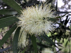 Melaleuca pallida