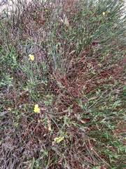 Crocanthemum scoparium