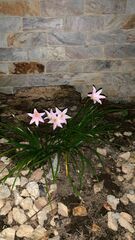 Zephyranthes