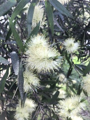 Melaleuca pallida