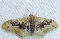 Idaea gemmata