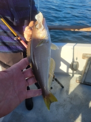 Caulolatilus princeps