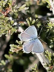 Hemiargus ceraunus