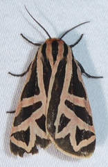 Apantesis phyllira
