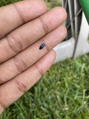 Chrysobothris chlorocephala