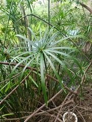 Cyperus alternifolius