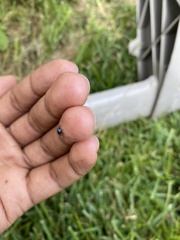 Chrysobothris chlorocephala