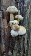 Pleurotus dryinus