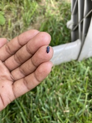 Chrysobothris chlorocephala