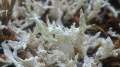 Cladonia kanewskii