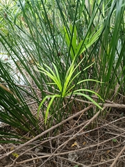 Cyperus alternifolius