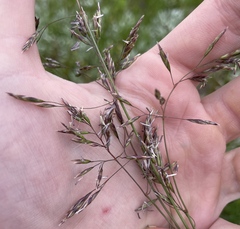 Poa alpina