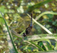 Erythrodiplax melanorubra