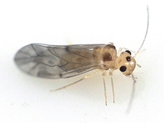 Peripsocus subfasciatus