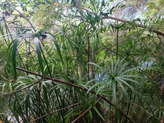 Cyperus alternifolius