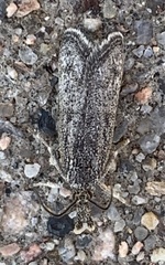 Tathorhynchus exsiccata