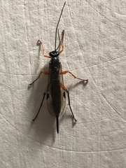 Pimpla pedalis