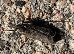 Tathorhynchus exsiccata