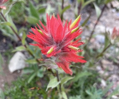 Castilleja elmeri