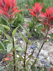 Castilleja elmeri